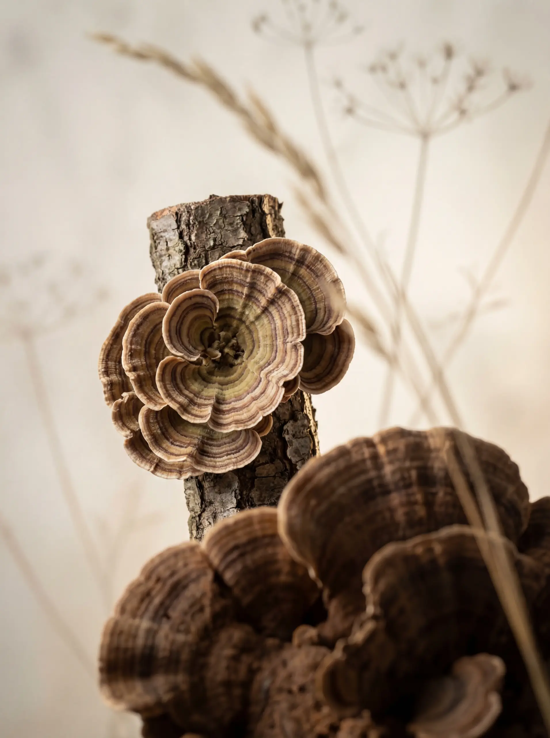 Touchwood-Mushroom-Product-scaled