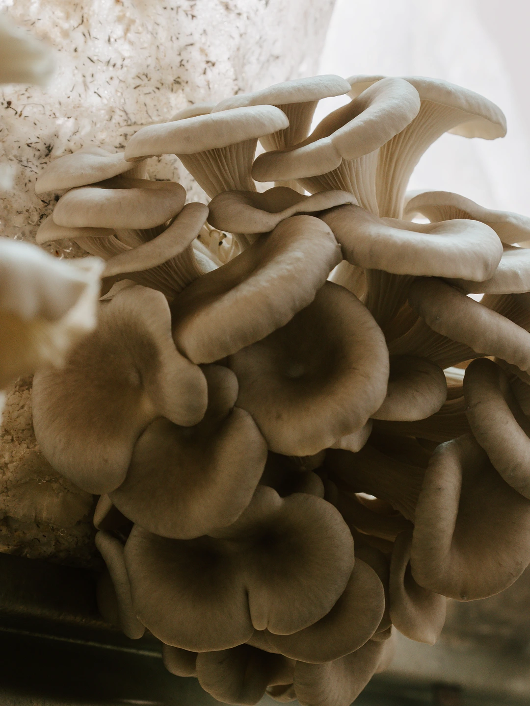 Touchwood-Mushrooms-Growth